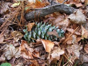 Dszd_Korean pine cone, Bikin