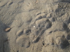Dszd_Tiger footprints left on sand, Bikin river