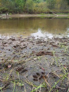 Tiger Footprints in Yakov Trophymovich's Hunting Area